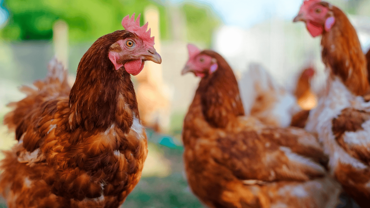 Why Backyard Chickens Are the Most Fun “Pets” You’ll Ever Have