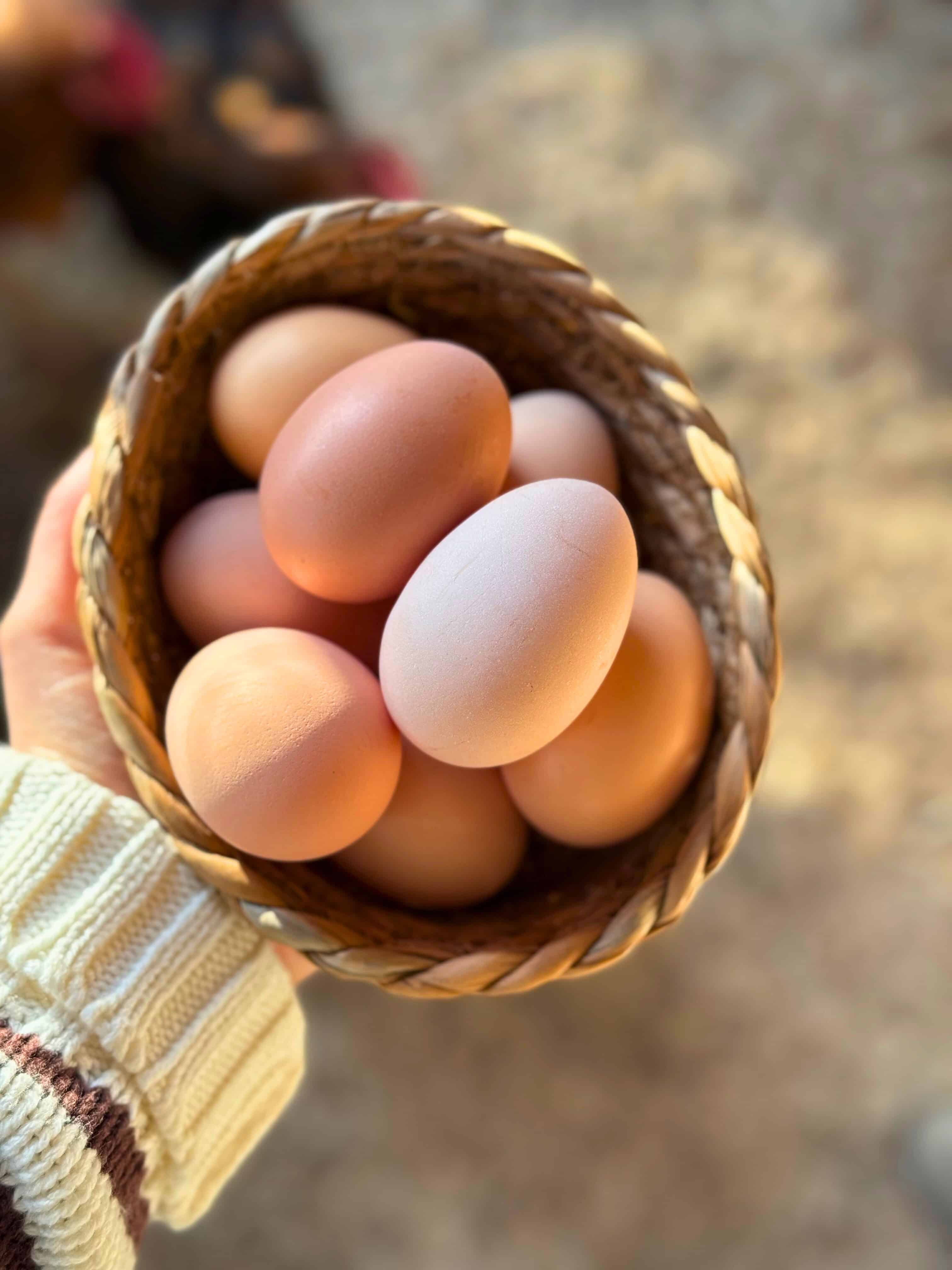 Why My Chickens Love Eaton Pet & Pasture Nesting Pads