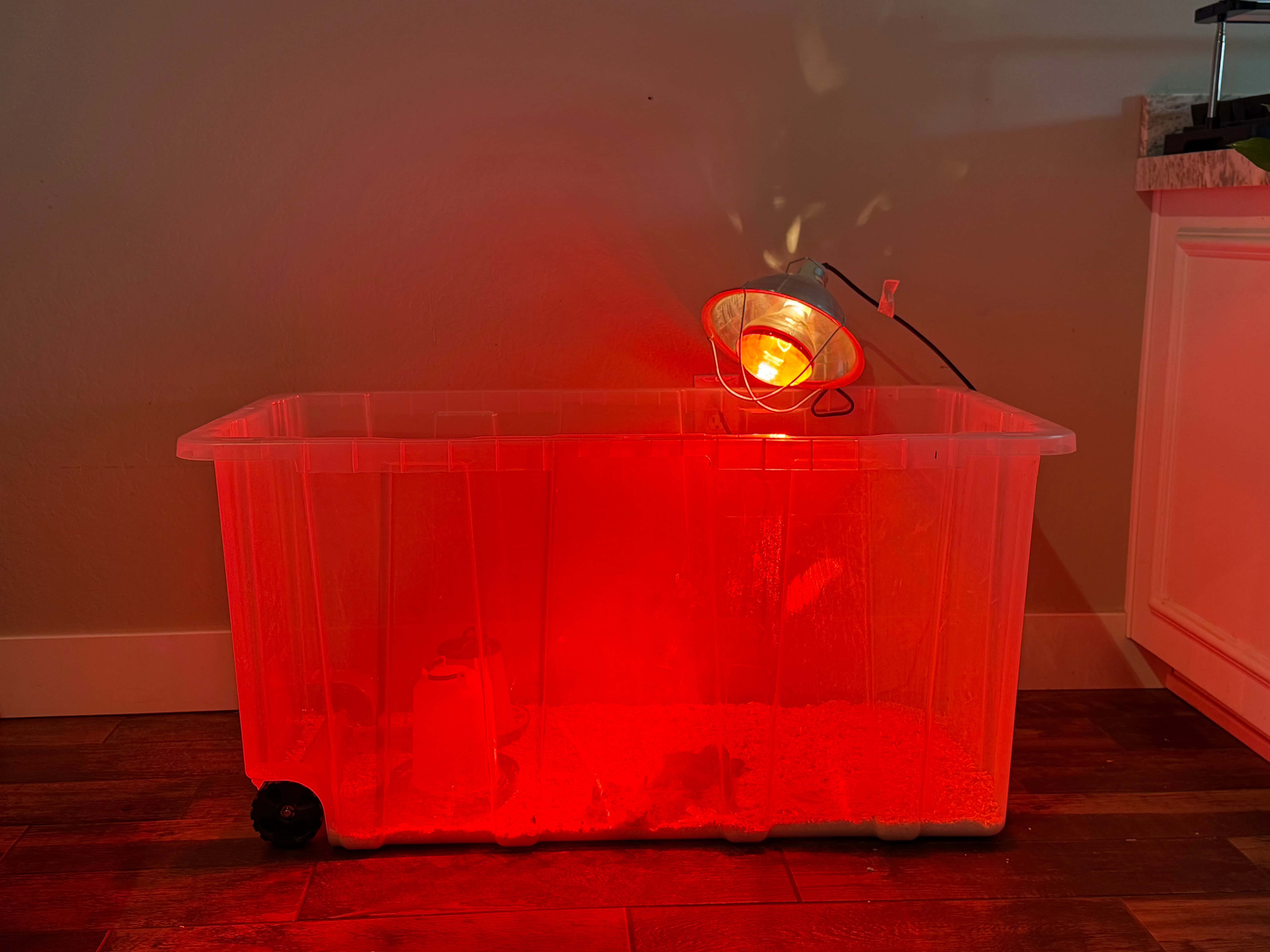 DIY Chick Brooder Setup (Clean, Budget-Friendly & Cozy)